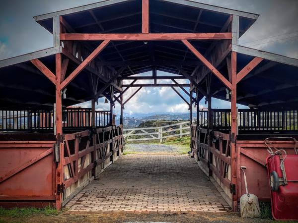 Wylde Horses Therapeutic Riding Facility