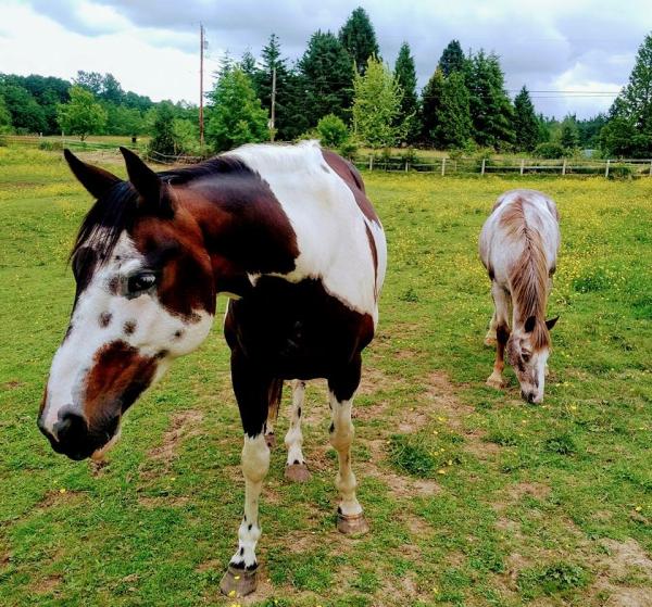 Fox rd. Equestrian