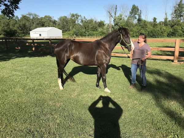 Cross Trails Stables