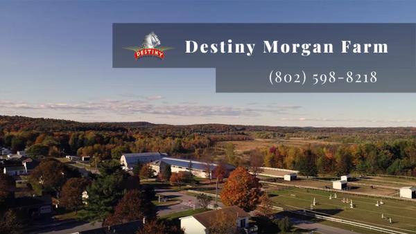 Destiny Morgan Farm