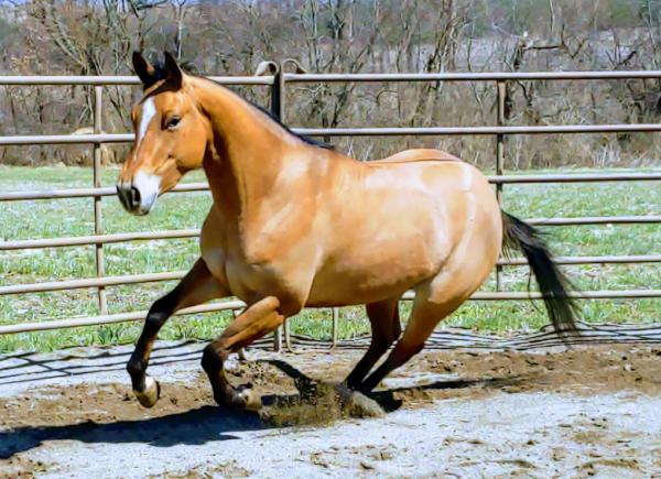 TC Performance Horses
