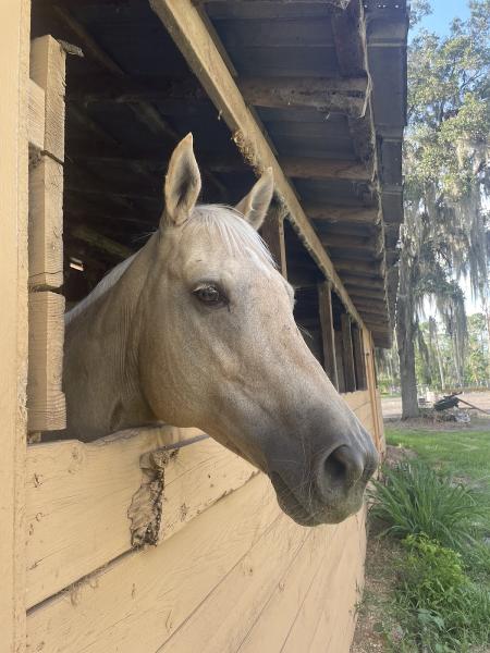 Well Balanced Horsemanship