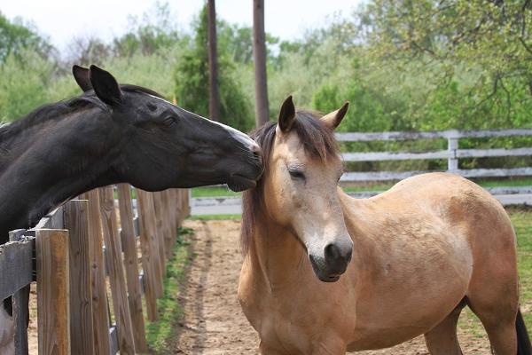 Painted Pony Riding Academy