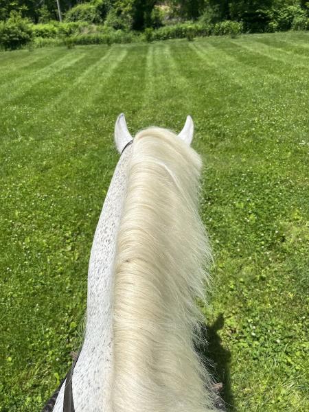 Quiet Rein Farm