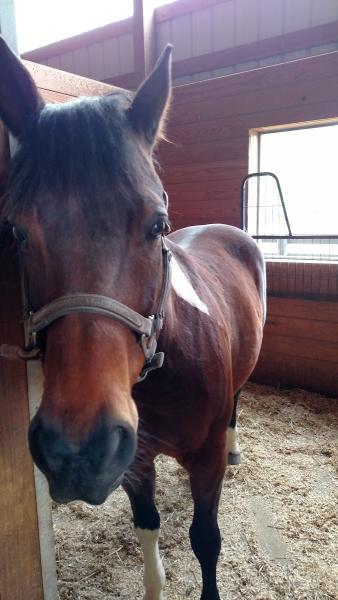 Rivers Pointe Stables