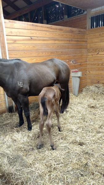 Rivers Pointe Stables