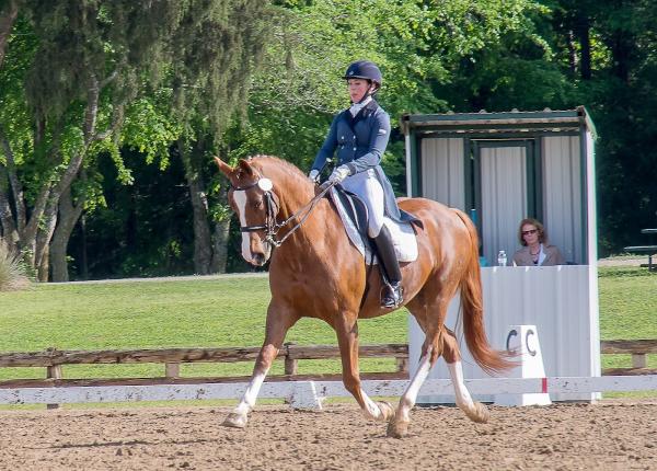 LTR Dressage