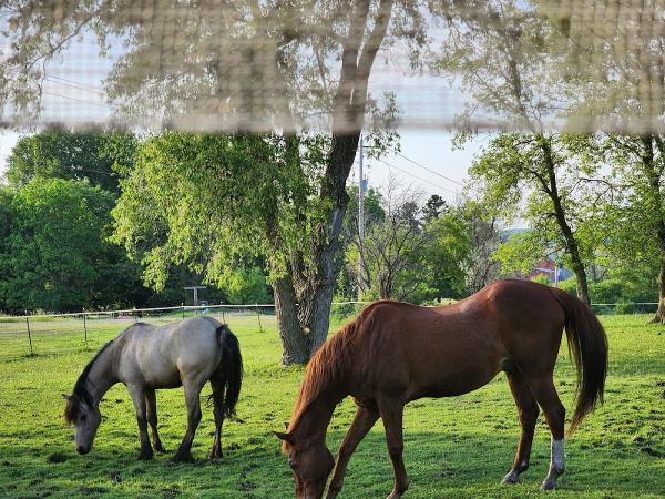Yorkshire Farm Riding School LLC