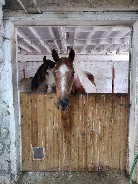 Yorkshire Farm Riding School LLC