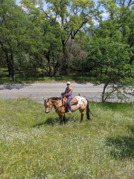 Wood-n-Horse Training Stables