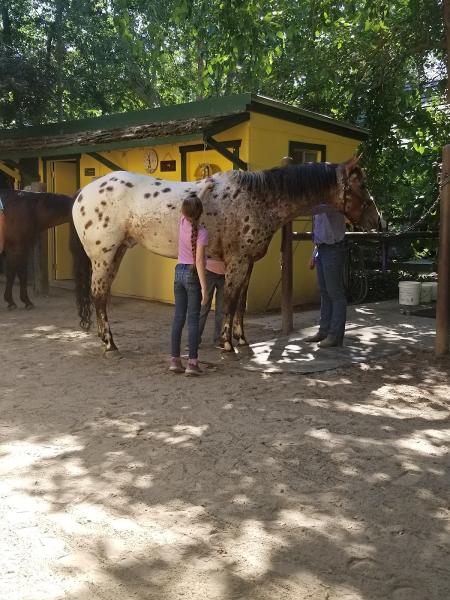 Wood-n-Horse Training Stables