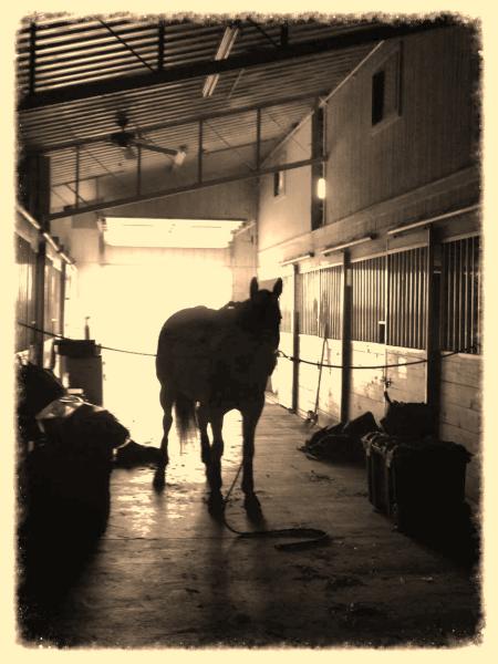 Rodeo Run Stables