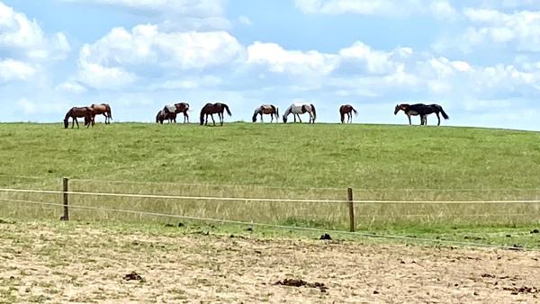 Dakota Stables