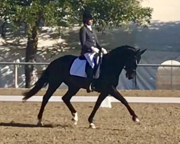 Prepferd Equestrian