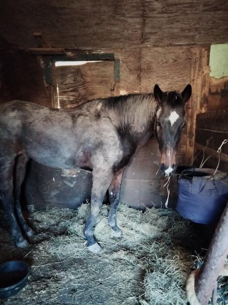 Solly Stables
