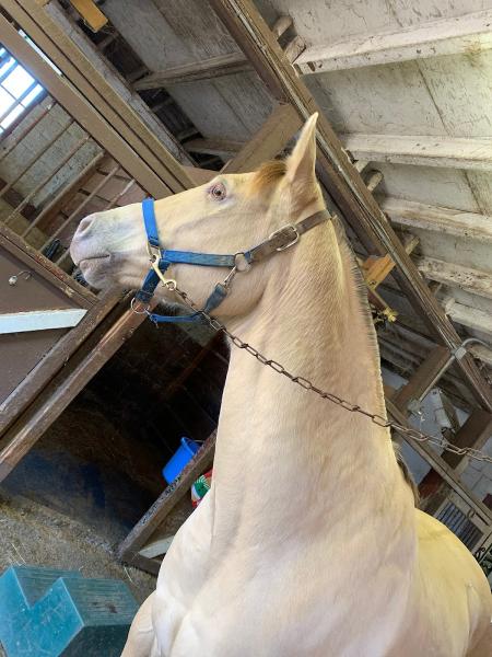 Solly Stables