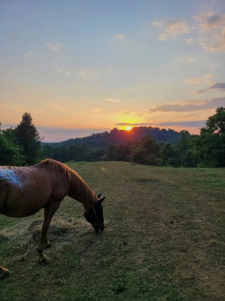 Hidden Creek Stables