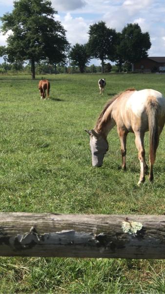 2 Tall Sisters Homestead