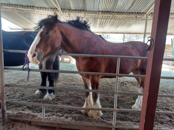 Griffith Park Horse Rentals
