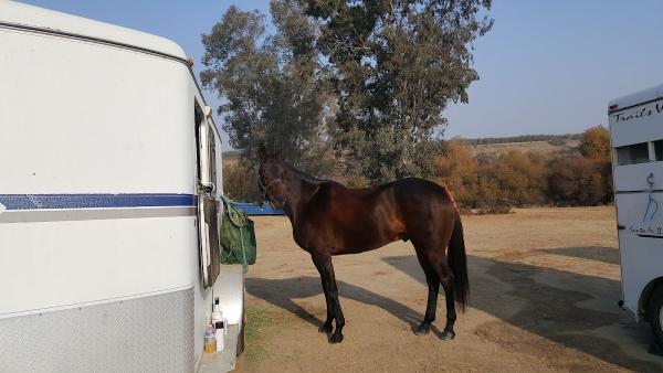 Equestrian Games Riding Academy