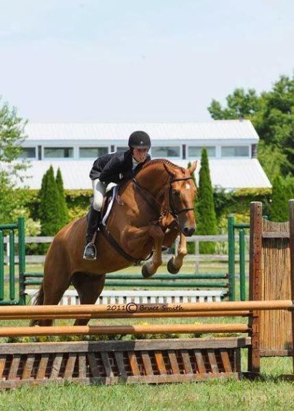 Blue Ribbon Hunters and Jumpers