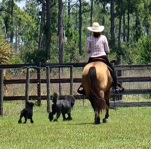 Royal Flush Equestrian Center