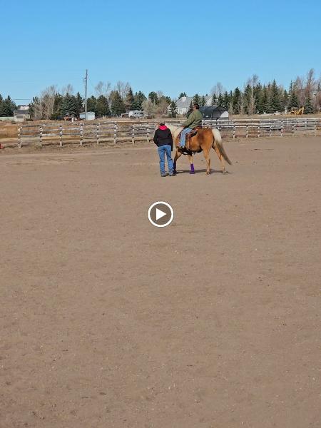 Henderson Performance Horses