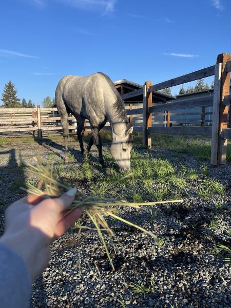 Silverado Equestrian Stables