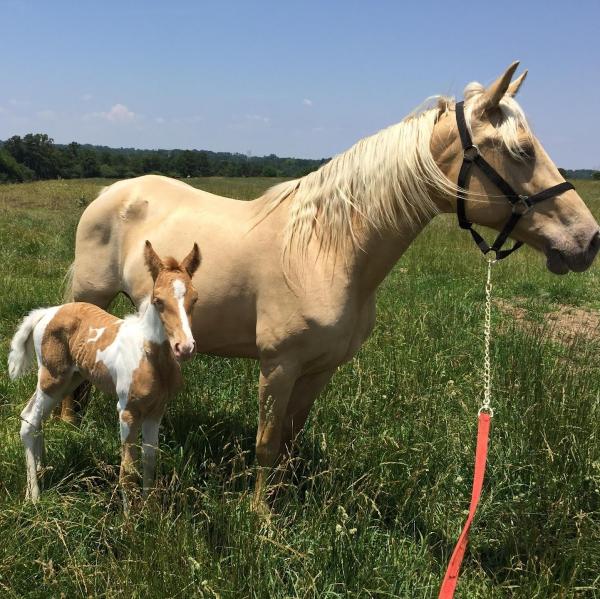 Short Creek Farm