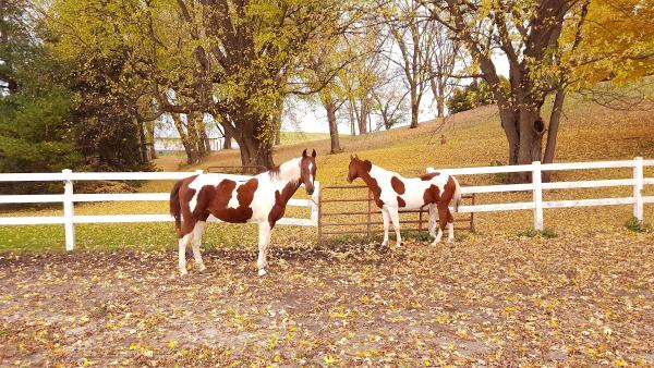 Silver Springs Equestrian Center