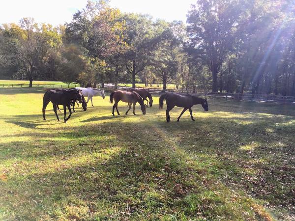 Wheaton Park Stables