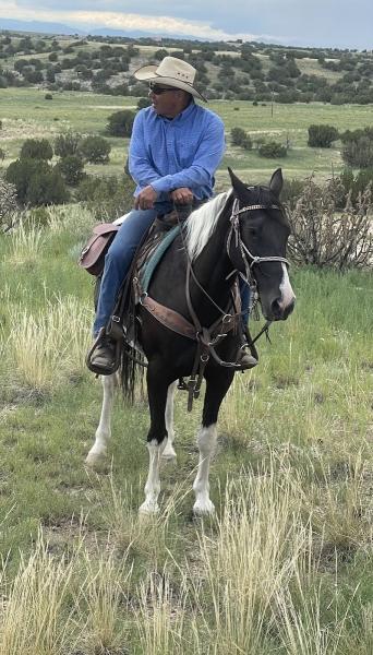 Creating Connections Horse Training and Riding Lessons LLC