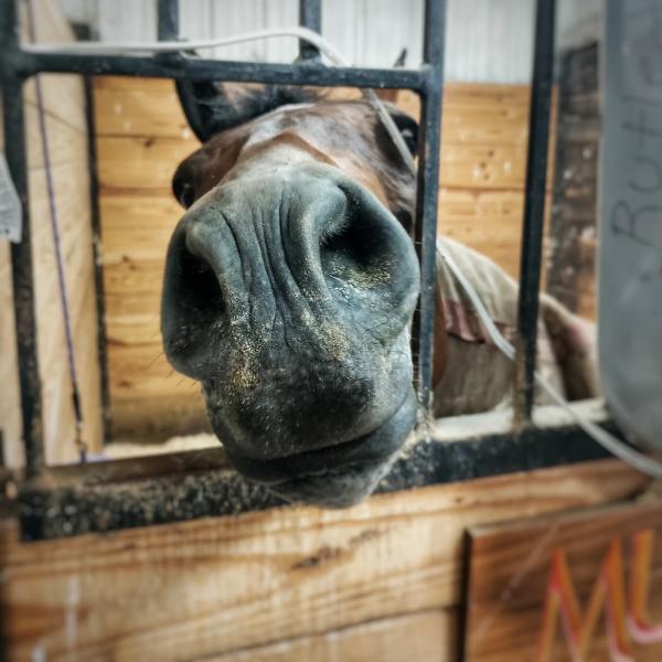 Folly Farm Stables