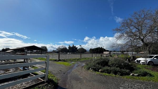 Blue Banner Stables