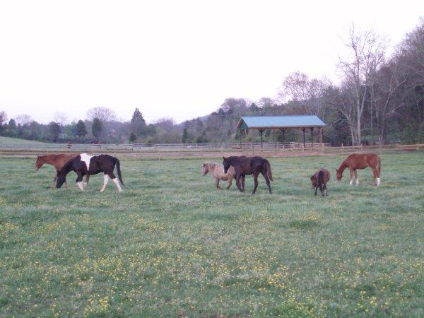 Pony Party TN