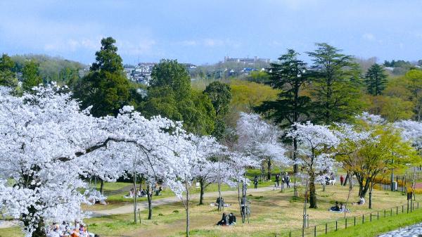 English Blossoms: Language Learning Agency