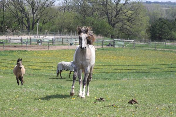 Blue Star Stable
