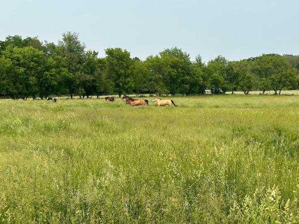 Countryside Stables Inc.