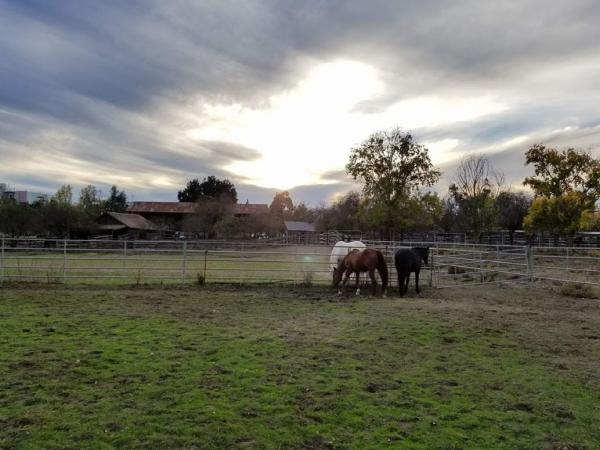 Cooksy Family Stables