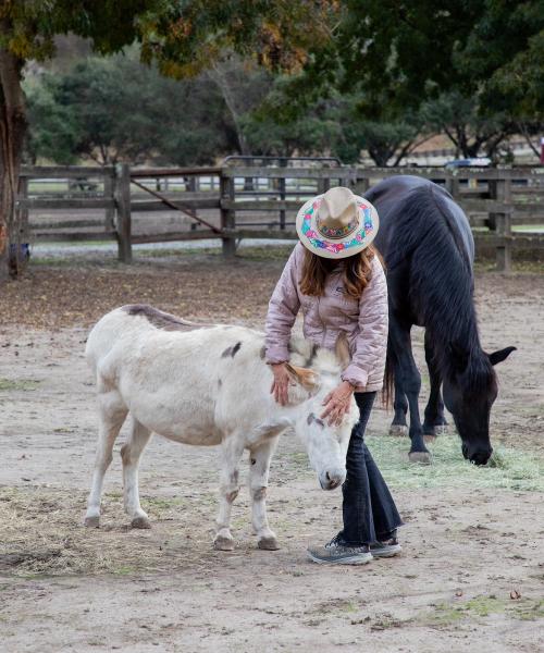 Magical Horsemanship