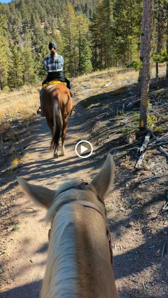 Bear Mountain Stables