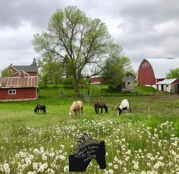 Ox Yoke Stables