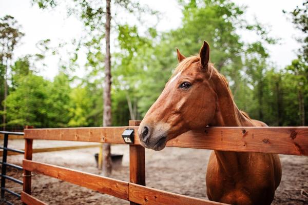 1 Oak Equestrian Club LLC