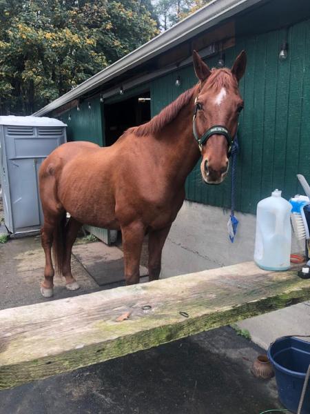 Caliber Equestrian Farm