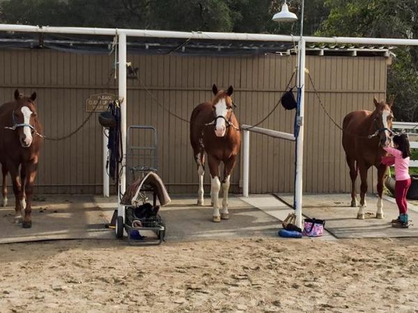 SS Performance Horses