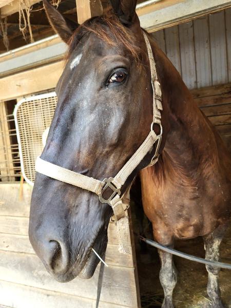 Morgan Stables