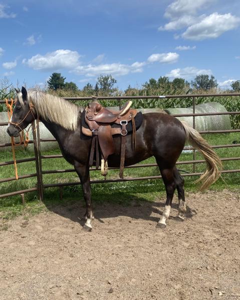 R Squared Horsemanship- Gaited Rocky Mountain Horses