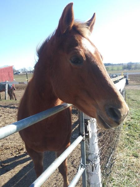 Star Equestrian Center