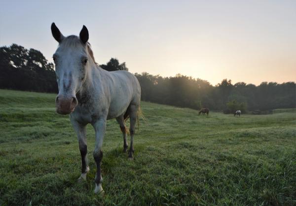 Bailey Creek Farm