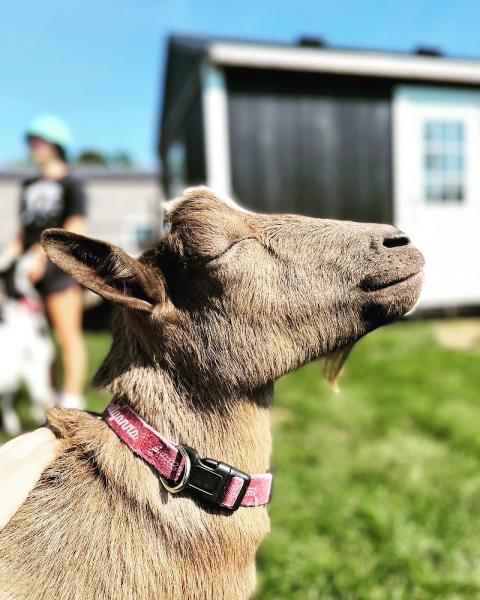 Goat Yoga Chicago